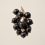 Schwarze Johannisbeere