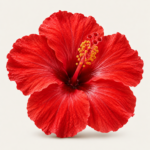 Hibiskus-Akkord