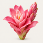 Ingwerblüte