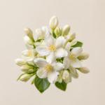 Jasmin