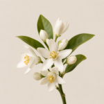 Orangenblüte