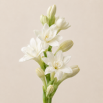 Tuberose